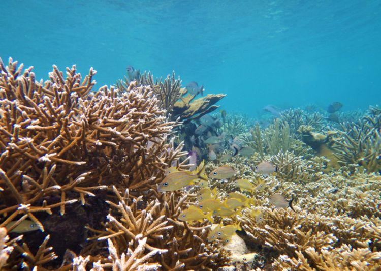 gorgonian coral in Panama