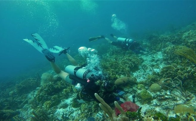 Divers deploying predation assays