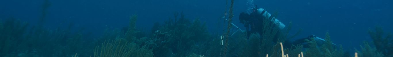 Diver working