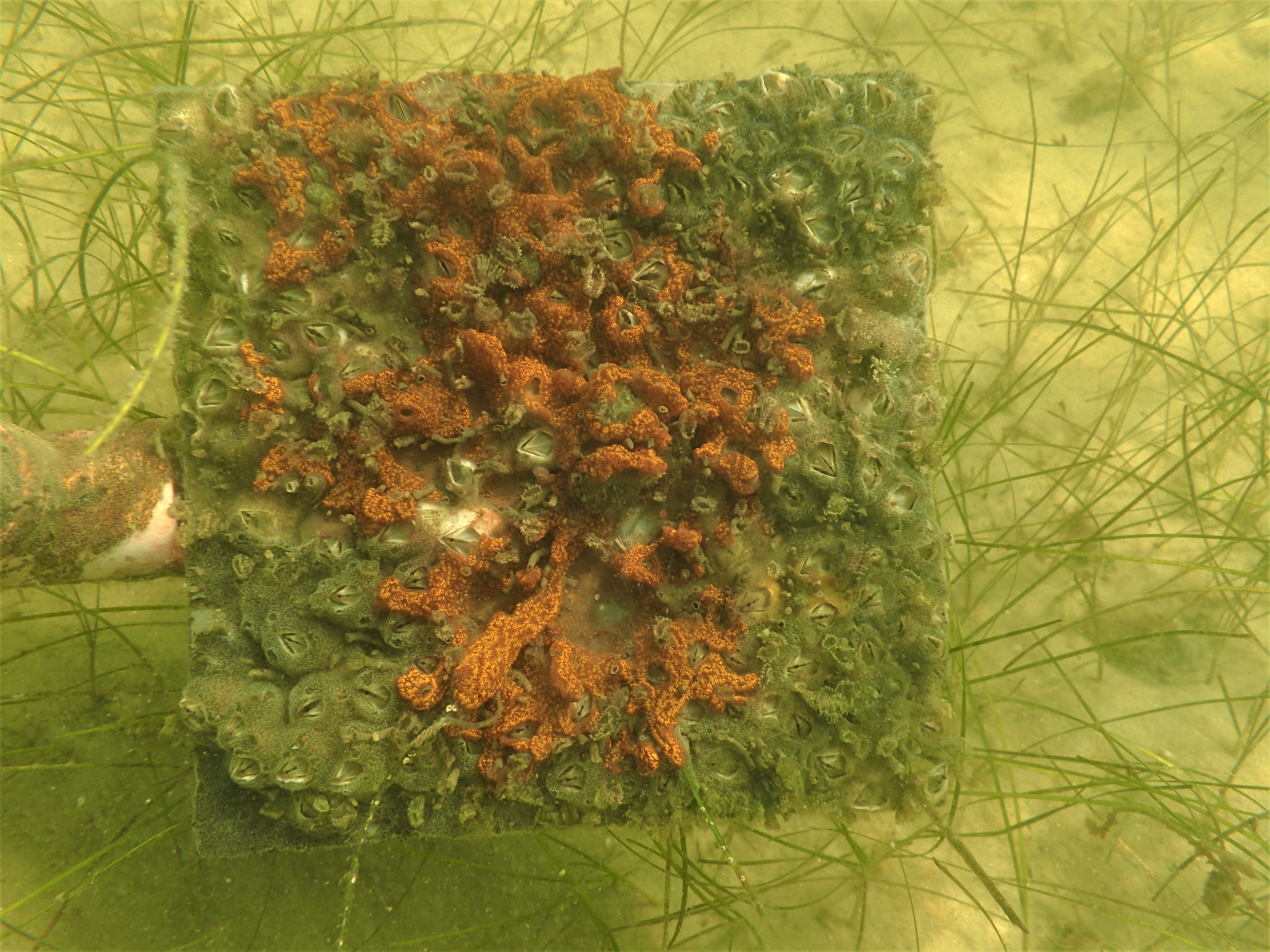 Underwater vegetation