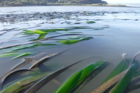 Eelgrass on the water