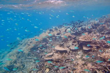 Flourishing fish communities on a coral reef in Mangareva, French Polynesia