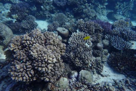 Central Red Sea coral reef. Photo by Lucia Rodriguez Bravo