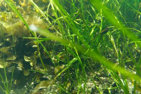 Eelgrass underwater