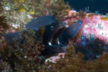 Muraena augusti