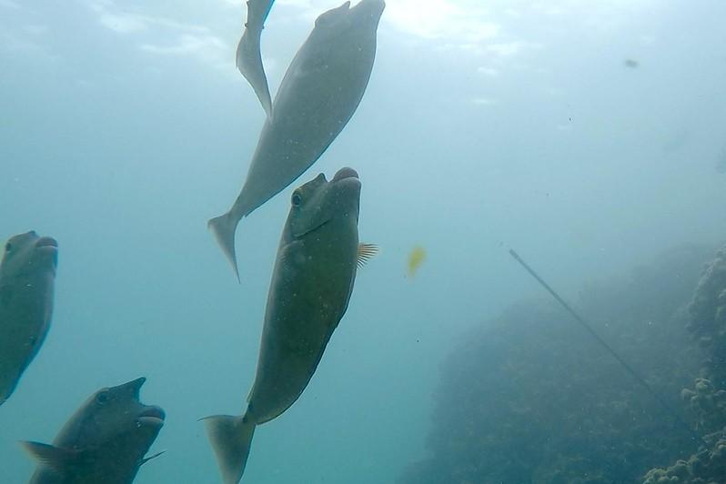 Fish swimming above squidpop
