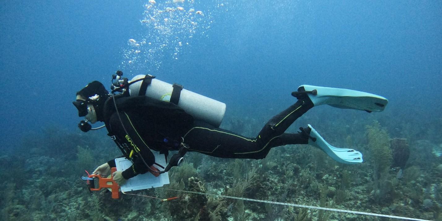 Leah Harper runs a transect tape for Reef Life Survey (Photo credit: Maggy Benson). 