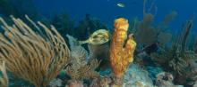 Coral at CBC