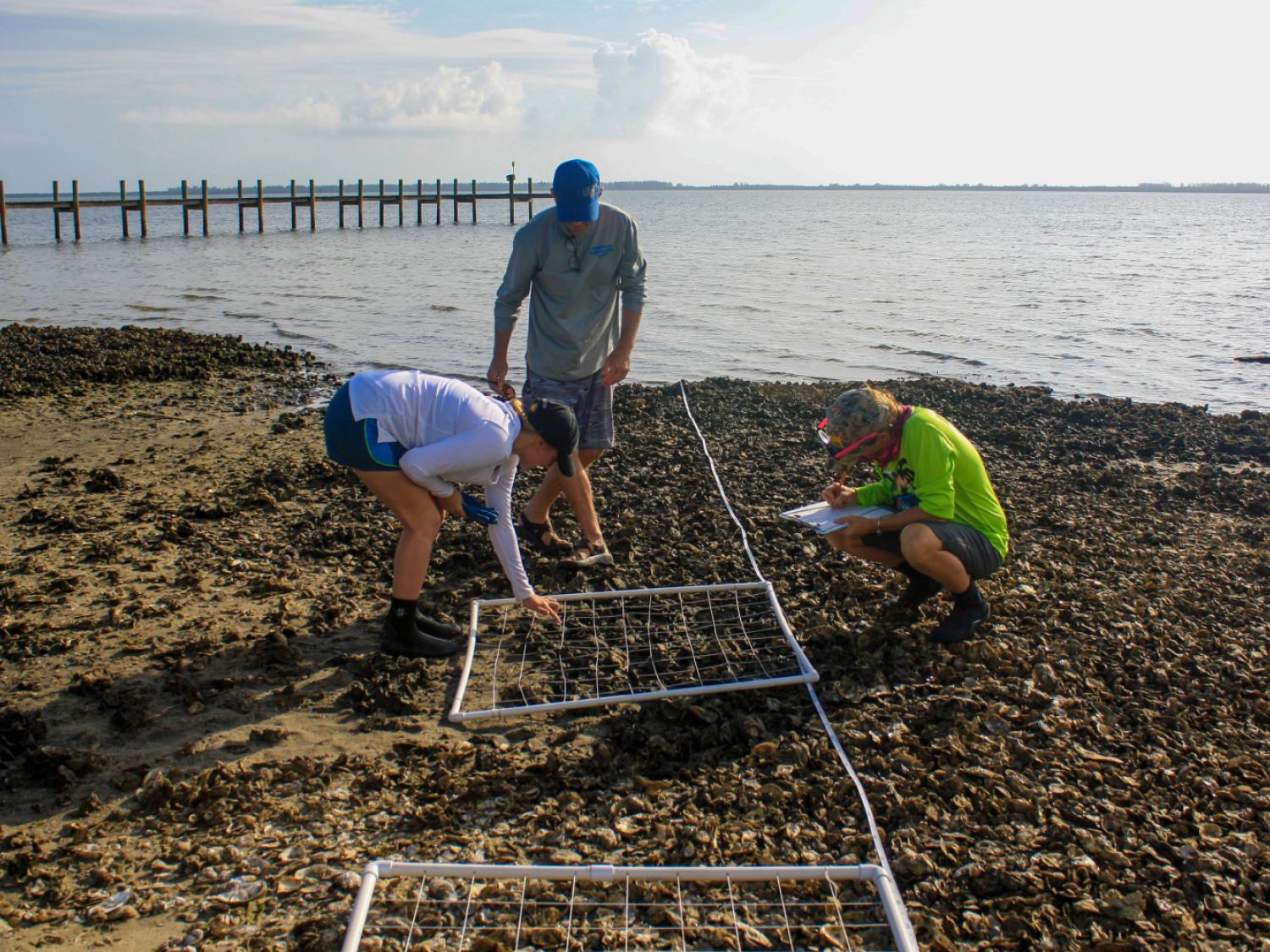 3 people analyzing oysters on the shore