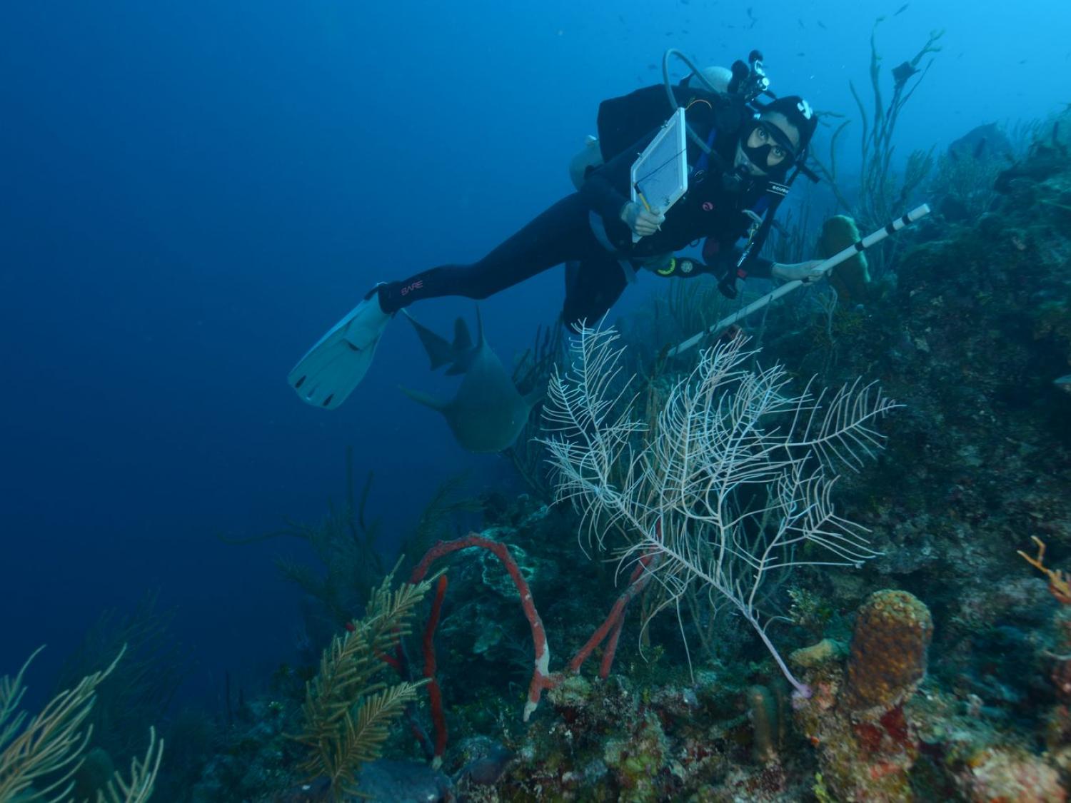 Diver with nurse shark