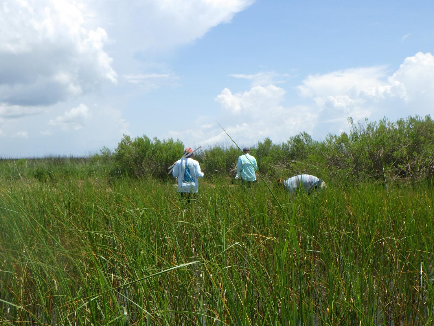 Researchers from Dauphin Island Sea Lab, including (from left to right) Dottie Byron, Dr. Shayna Sura, and Nick Bartkowiak, establish permanent transects in 2021 for the MarineGEO annual sampling of marsh sites.