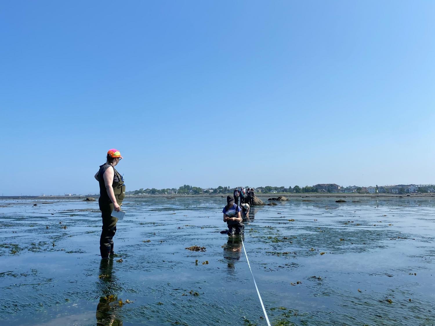 Density assesment and biomass harvesting along 50m transect in the bay of Rimouski.   July 5th 2023, Rimouski, Marie-Pomme Presne-Poissant 