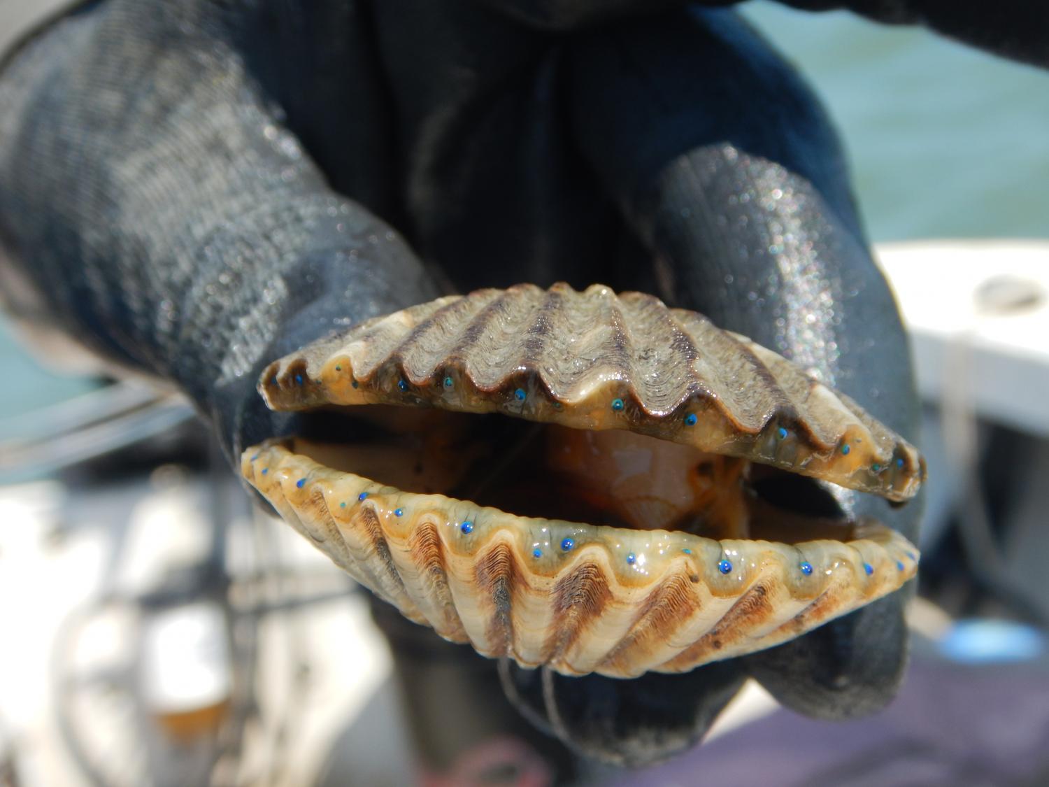 Bay scallop 