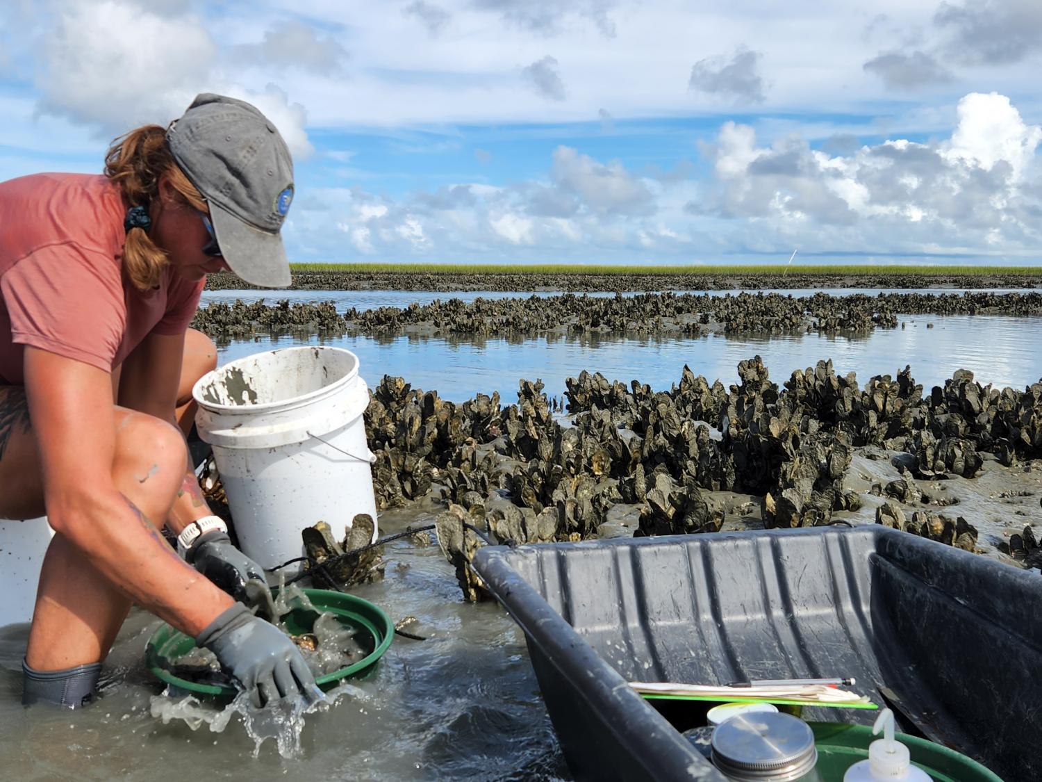 Oyster biobox (courtesy of Bo Lusk)