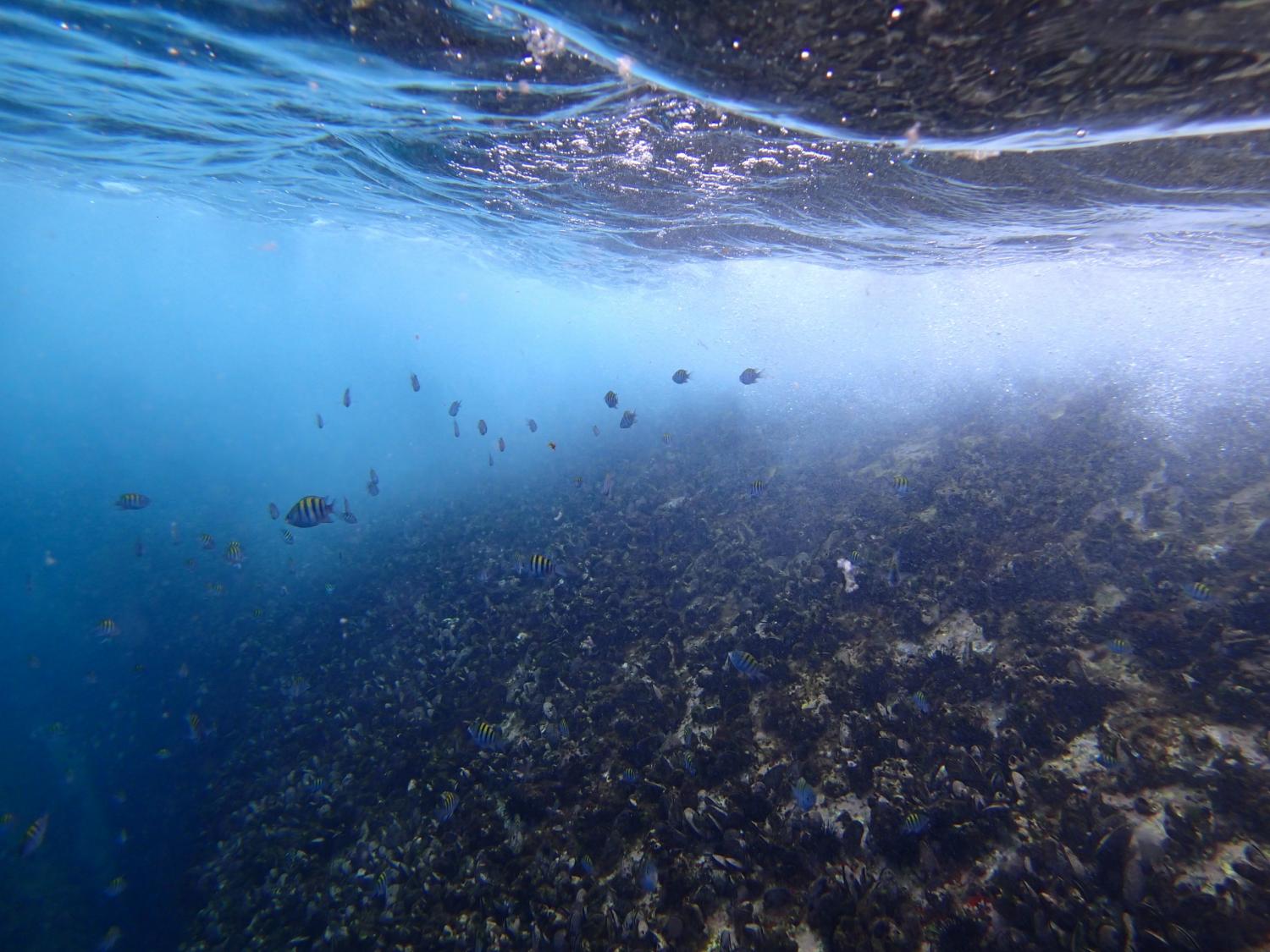 Underwater at site