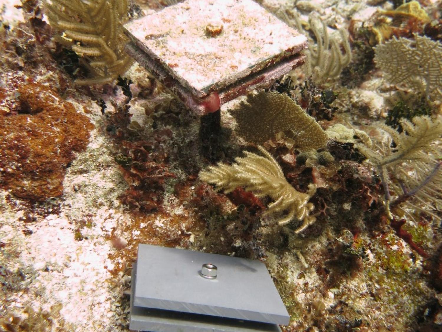 CAU deployed in the central red sea. Photo by Maggie Johnson