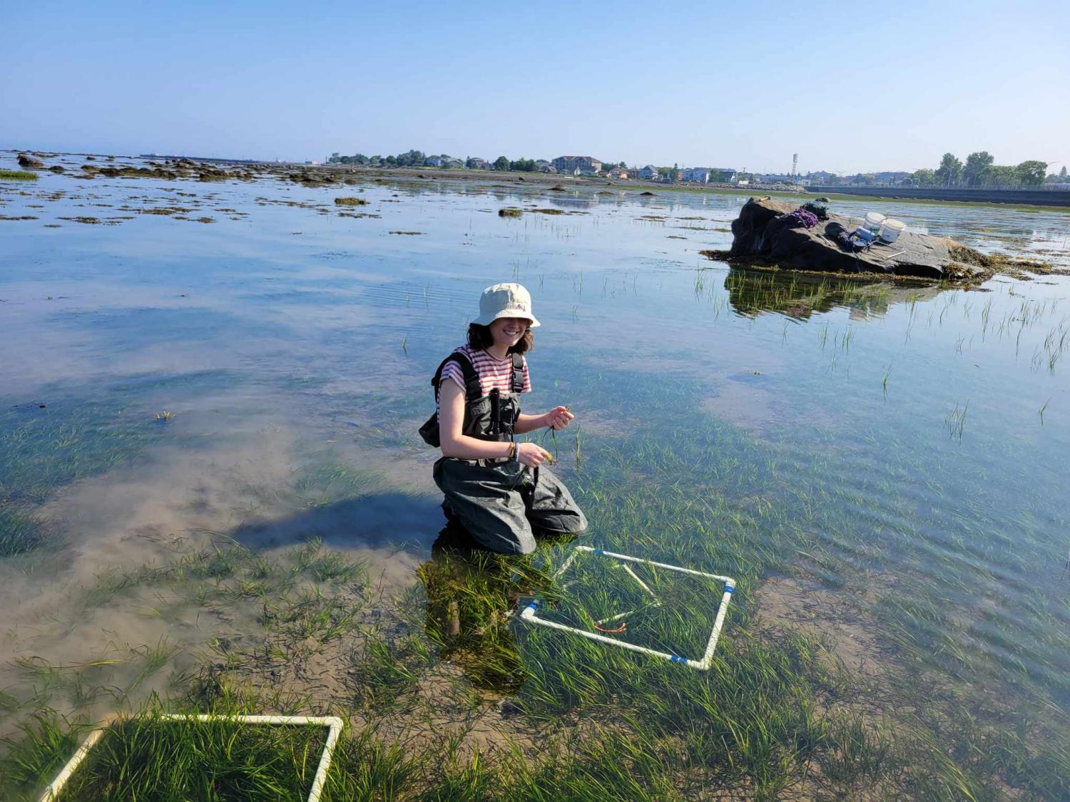 Density assesment and biomass harvesting along 50m transect in the bay of Rimouski.   July 5th 2023, Rimouski, Marie-Pomme Presne-Poissant 
