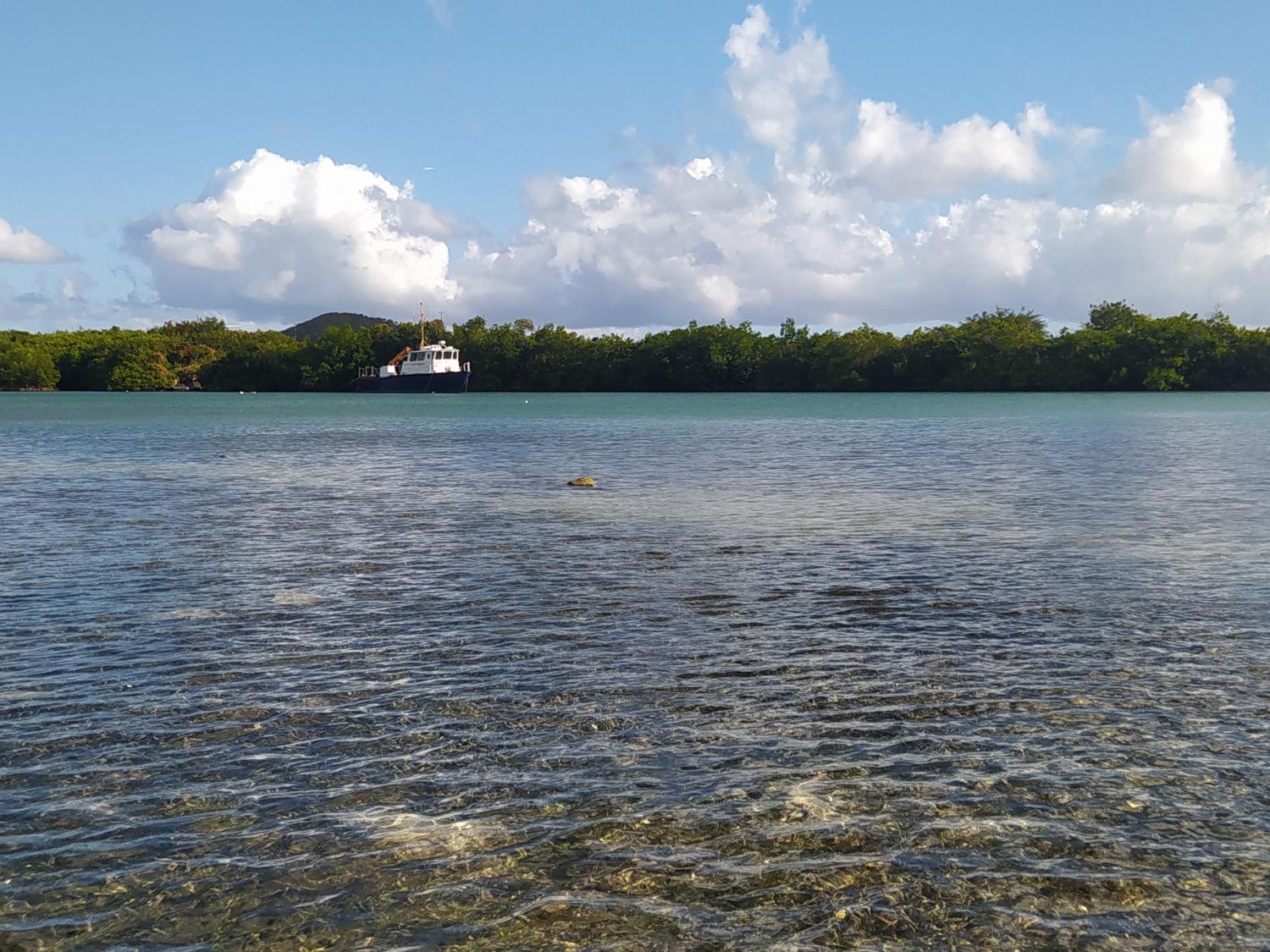 Seagrass beds in Brewers Bay, St. Thomas, USVI