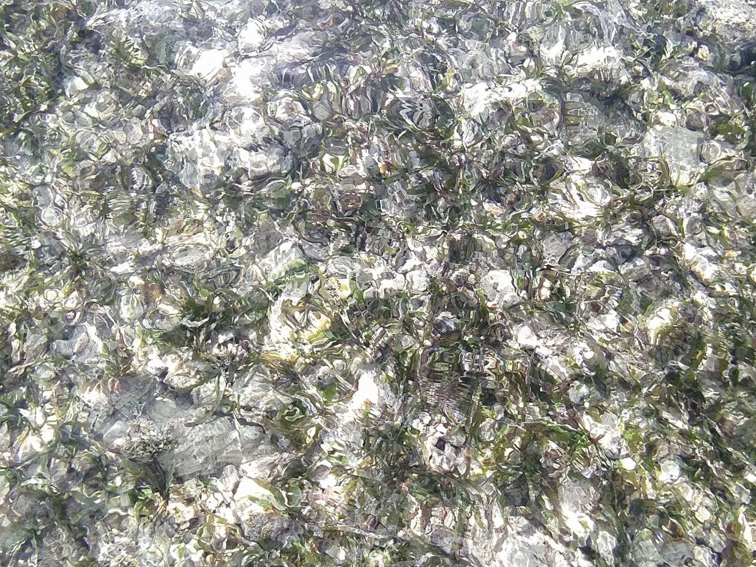 Seagrass beds in Brewers Bay, St. Thomas, USVI.