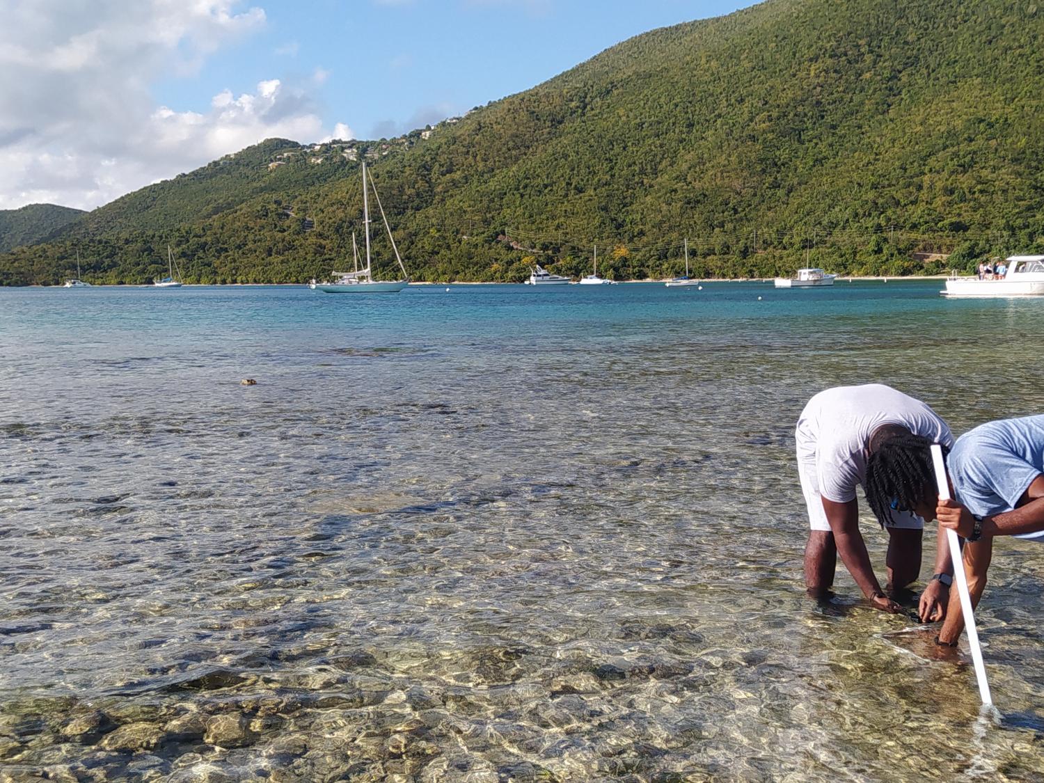 Students doing field work in Brewers Bay, St. Thomas, USVI.