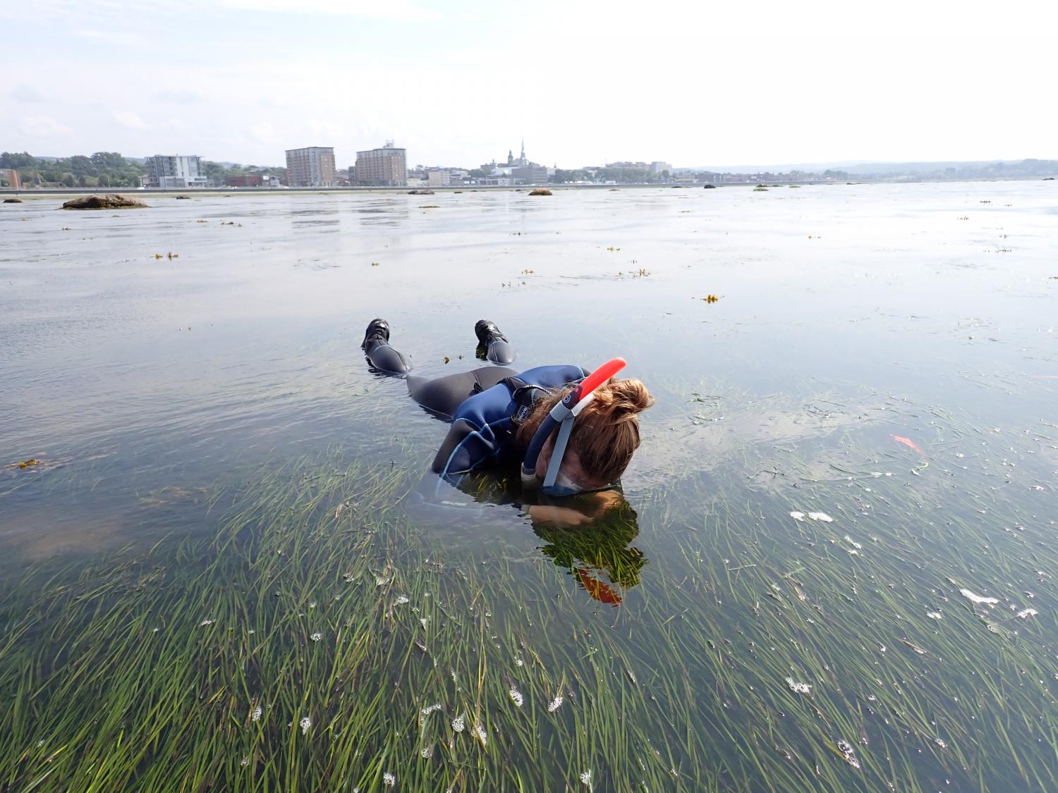 Field technician marking eelgrass plants and measuring rhyzomes growth in situ at low tide.   July 26th 2023, Rimouski, Mélanie Santo 
