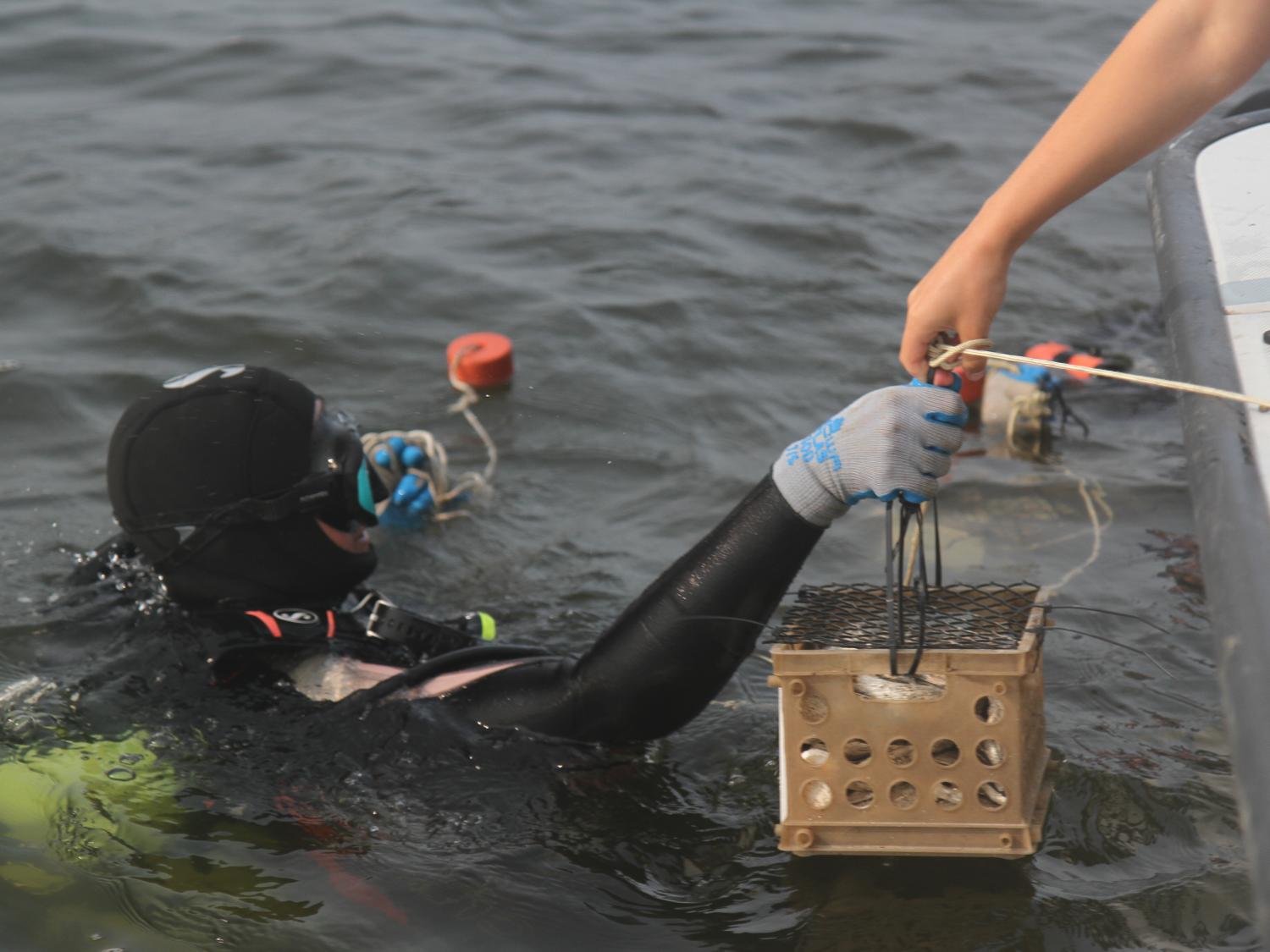 Diver in water being handed box