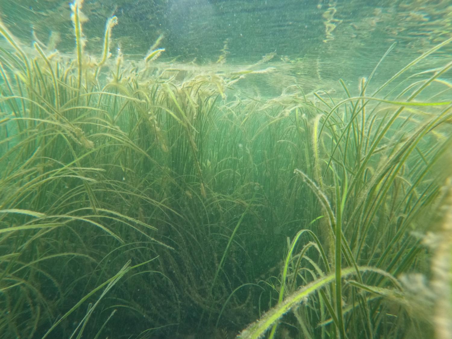 Seagrass bed (Photo courtesy of Trisha O'Halloran)