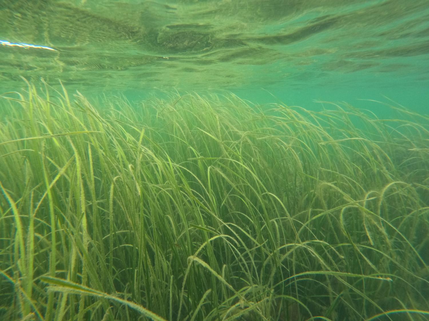 Seagrass bed (Photo courtesy of Trisha O'Halloran)