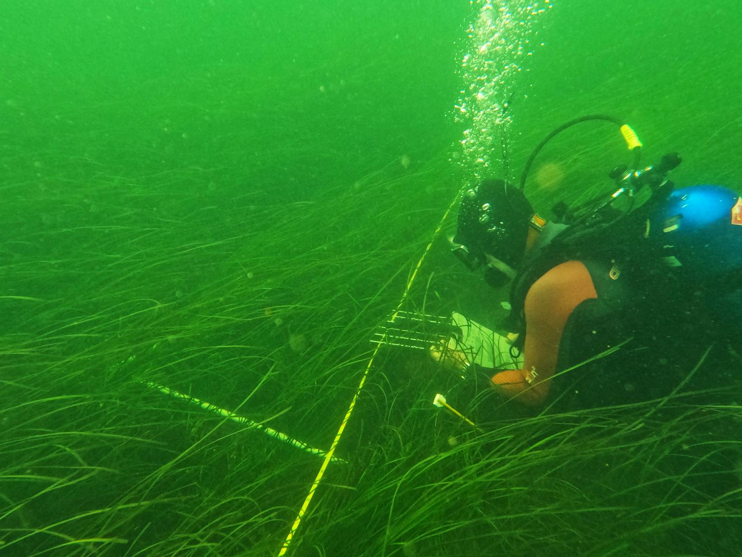 Surveying seagrass transect (Photo courtesy of Trisha O'Halloran)