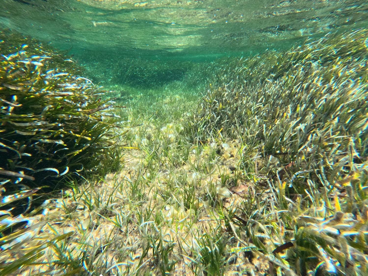 Monastir Bay underwater