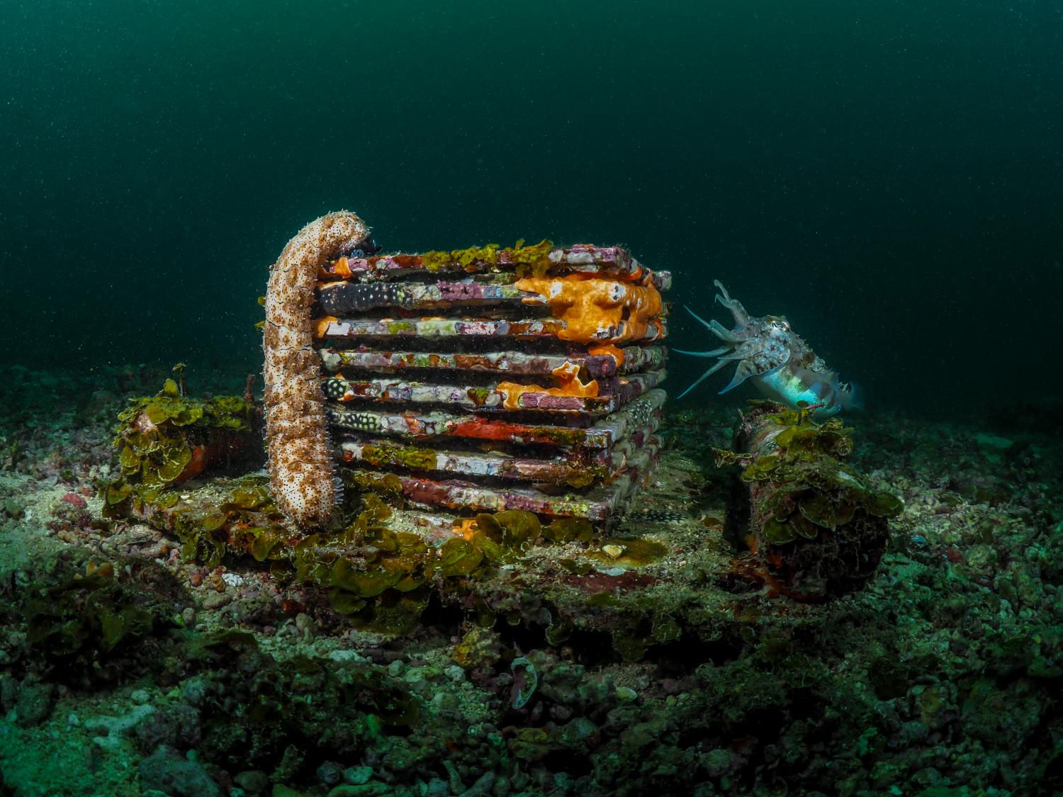 ARMs unit deployed in the central red sea. Photo by Morgan Bennet-Smith