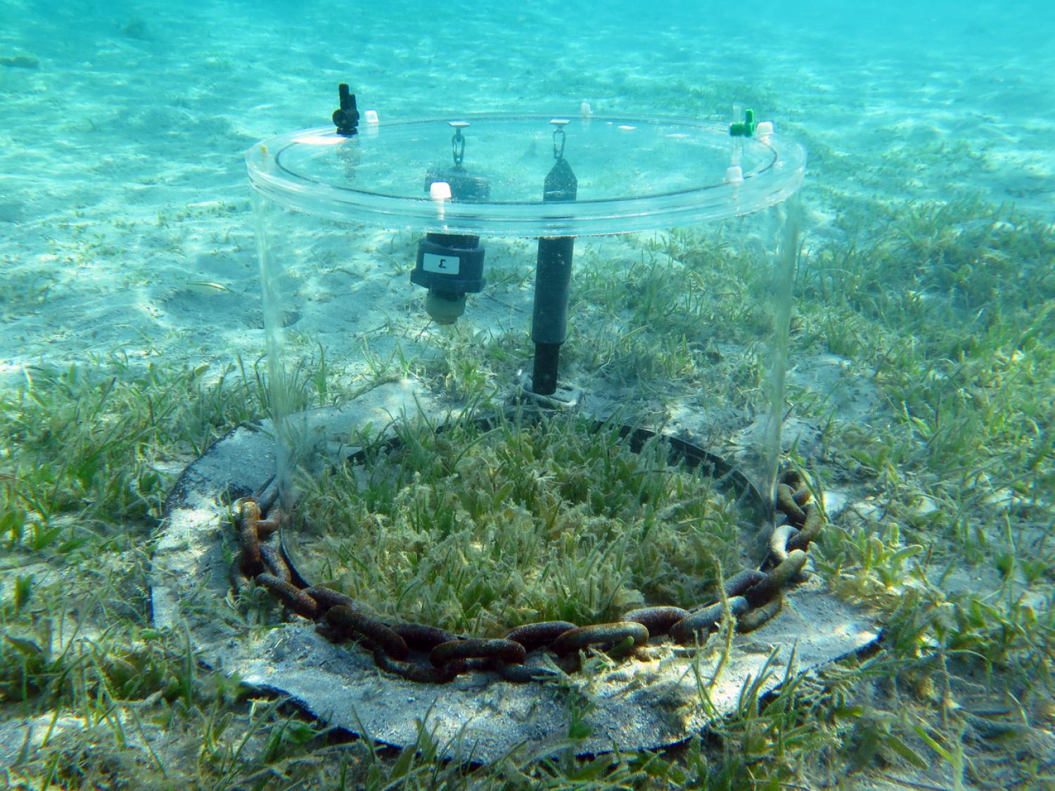 Incubation chamber deployed in the central red sea. Photo by Florian Roth