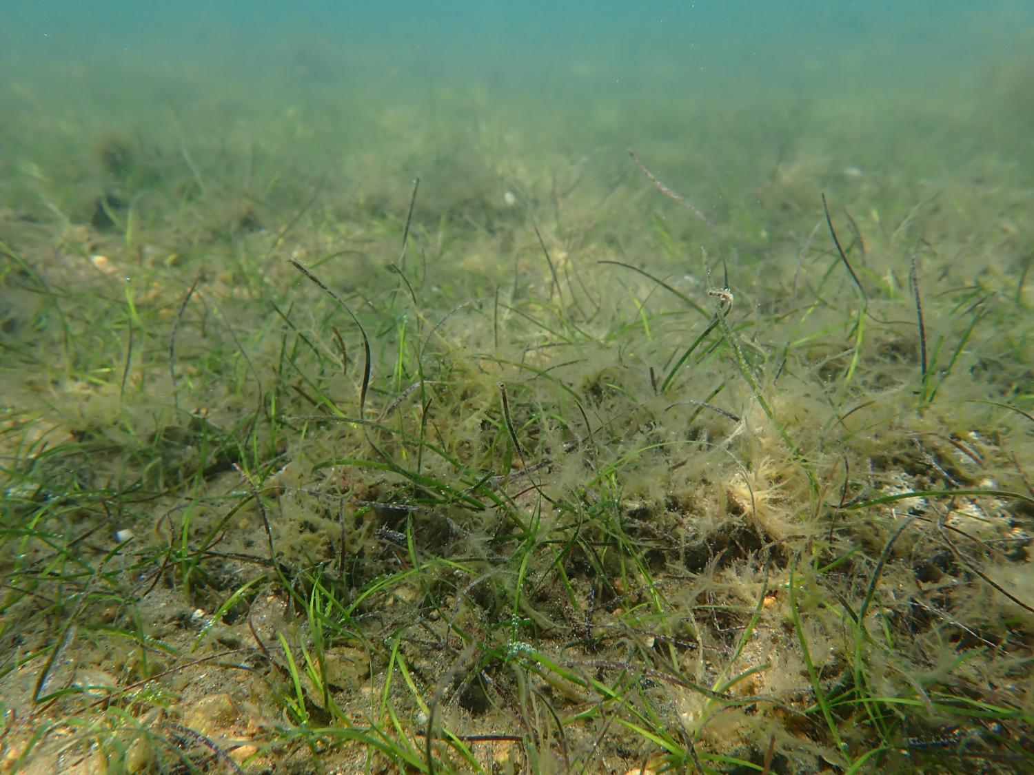 Halodule meadow