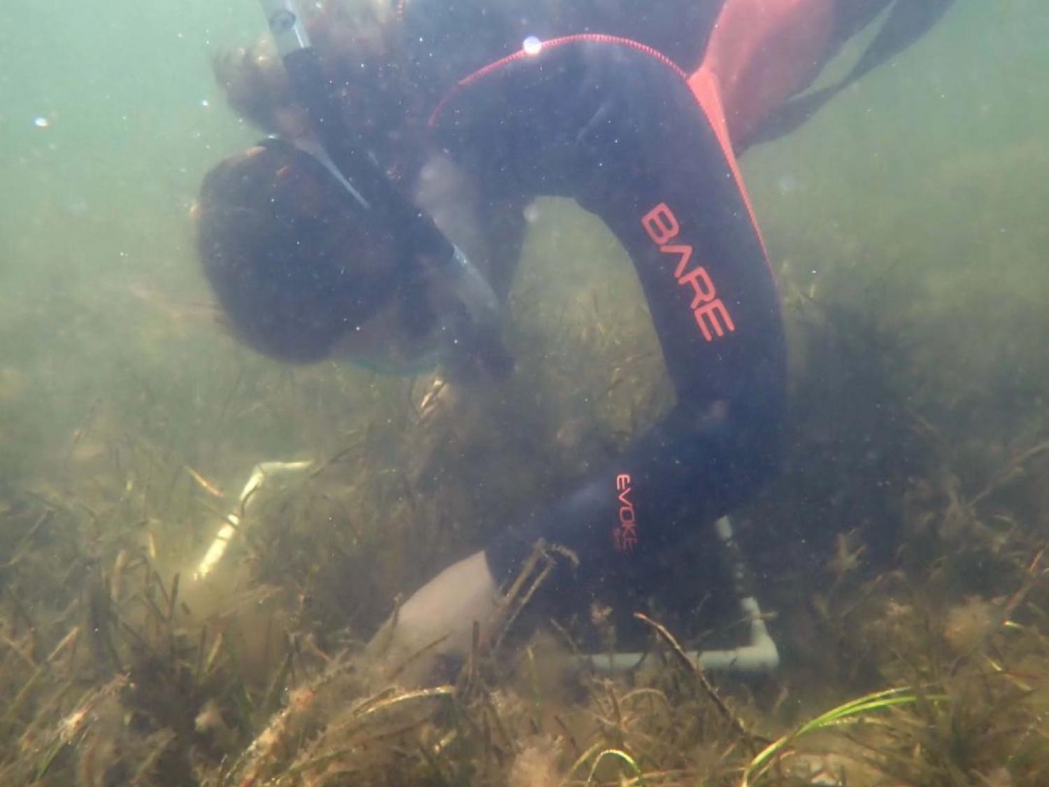 Seagrass quadrat sampling