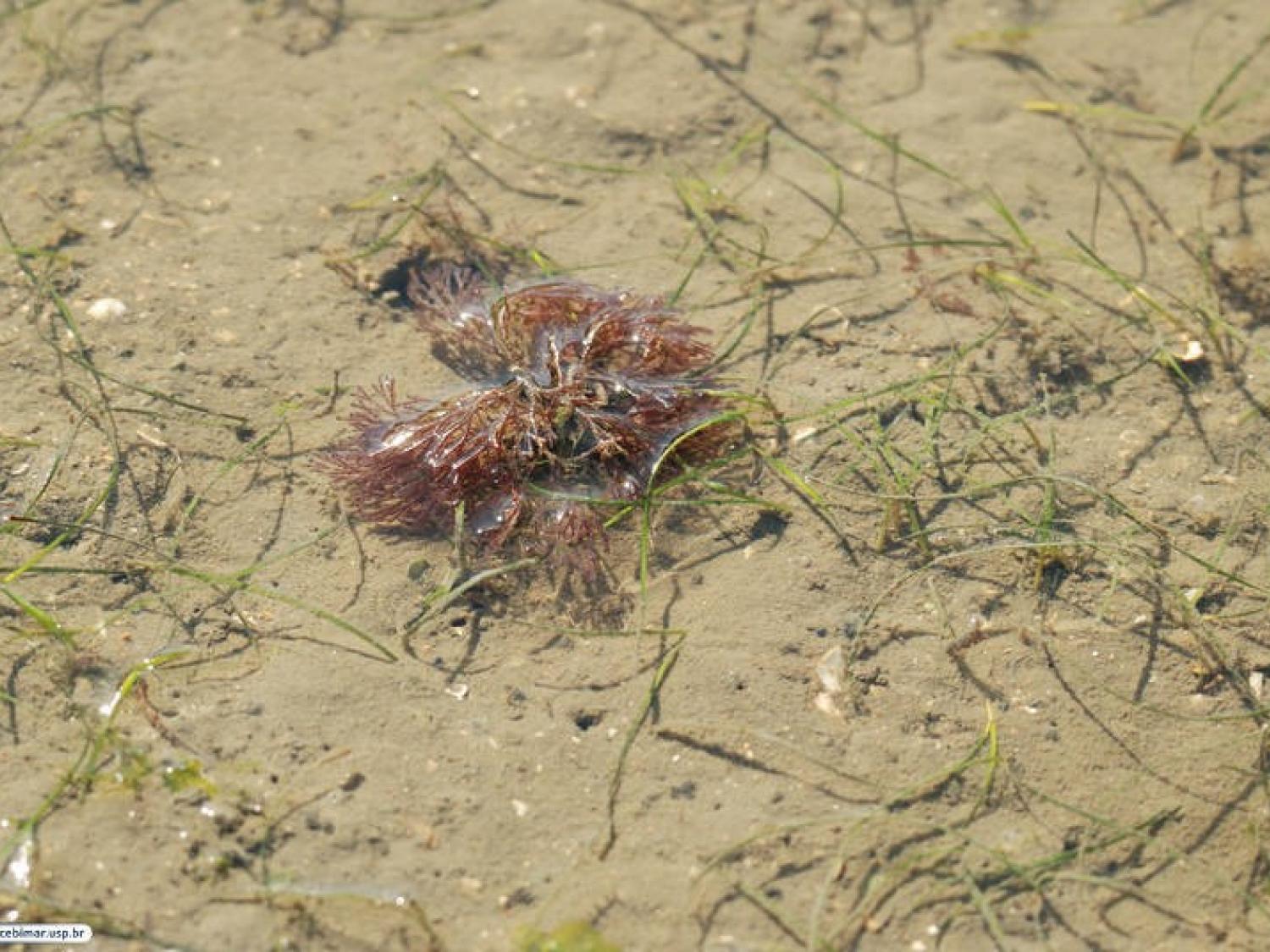 Seagrass