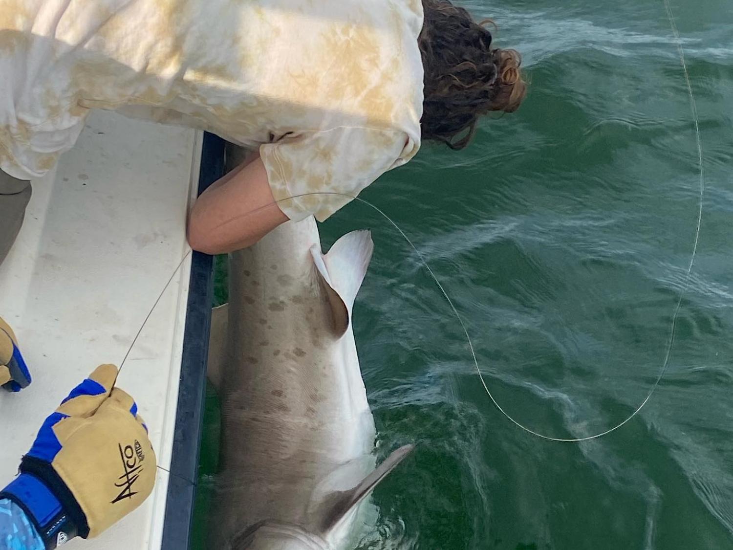 Tagging sharks