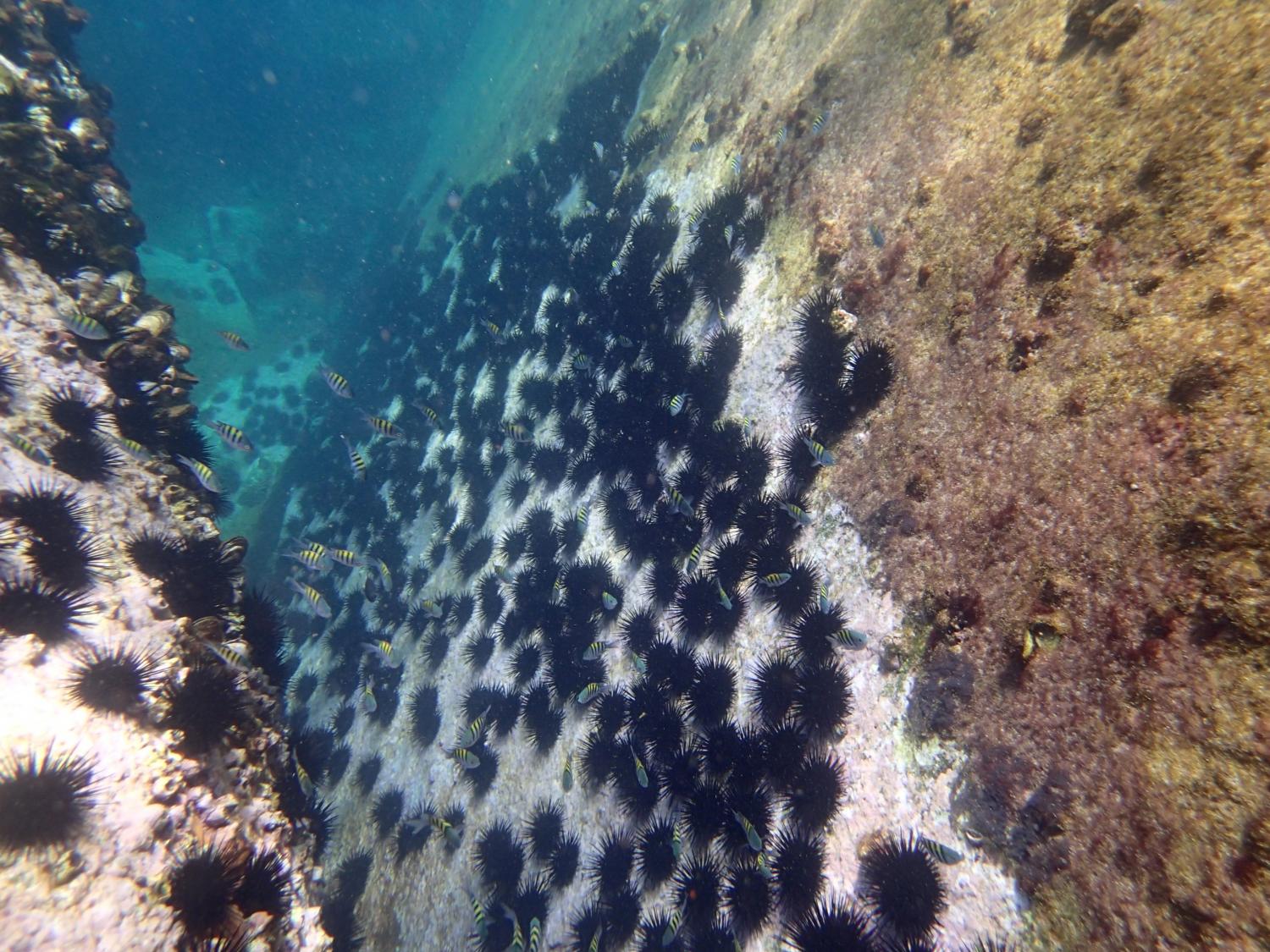 Sea-urchin control on turfs